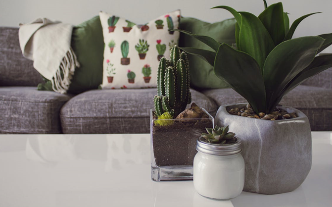 Balancing Minds consulting room couch with cacti