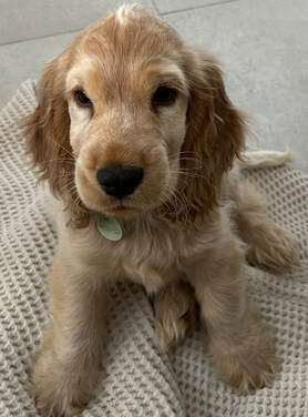 Louie the therapy dog